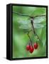 Dragonfly on Branch-Nancy Rotenberg-Framed Stretched Canvas