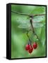 Dragonfly on Branch-Nancy Rotenberg-Framed Stretched Canvas