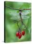 Dragonfly on Branch-Nancy Rotenberg-Stretched Canvas