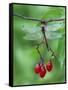 Dragonfly on Branch-Nancy Rotenberg-Framed Stretched Canvas