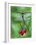 Dragonfly on Branch-Nancy Rotenberg-Framed Photographic Print