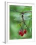 Dragonfly on Branch-Nancy Rotenberg-Framed Photographic Print