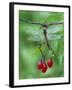 Dragonfly on Branch-Nancy Rotenberg-Framed Photographic Print