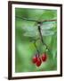 Dragonfly on Branch-Nancy Rotenberg-Framed Photographic Print