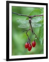 Dragonfly on Branch-Nancy Rotenberg-Framed Photographic Print