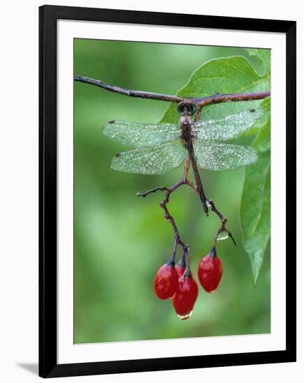 Dragonfly on Branch-Nancy Rotenberg-Framed Photographic Print