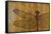 Dragonfly on Gold-Patricia Pinto-Framed Stretched Canvas