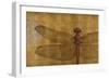 Dragonfly on Gold-Patricia Pinto-Framed Art Print