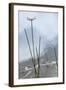 Dragonfly on Grass Stem-Richard T. Nowitz-Framed Photographic Print