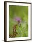 Dragonfly on Leaf, Early A.M., E. Haddam, Connecticut, USA-Lynn M^ Stone-Framed Photographic Print