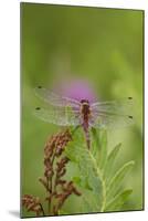 Dragonfly on Leaf, Early A.M., E. Haddam, Connecticut, USA-Lynn M^ Stone-Mounted Photographic Print