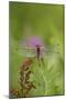 Dragonfly on Leaf, Early A.M., E. Haddam, Connecticut, USA-Lynn M^ Stone-Mounted Photographic Print