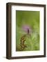 Dragonfly on Leaf, Early A.M., E. Haddam, Connecticut, USA-Lynn M^ Stone-Framed Photographic Print