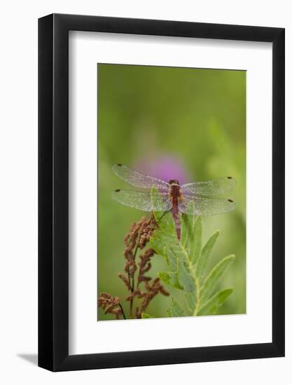 Dragonfly on Leaf, Early A.M., E. Haddam, Connecticut, USA-Lynn M^ Stone-Framed Photographic Print