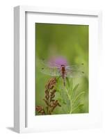 Dragonfly on Leaf, Early A.M., E. Haddam, Connecticut, USA-Lynn M^ Stone-Framed Photographic Print