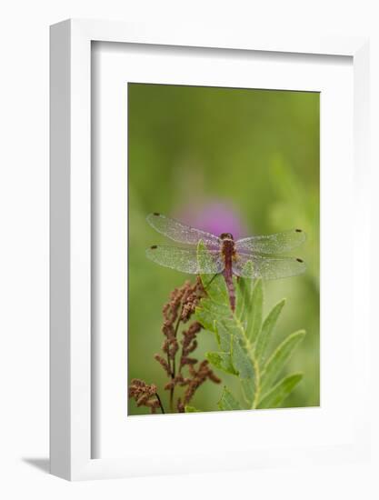 Dragonfly on Leaf, Early A.M., E. Haddam, Connecticut, USA-Lynn M^ Stone-Framed Photographic Print