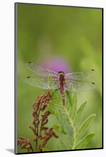 Dragonfly on Leaf, Early A.M., E. Haddam, Connecticut, USA-Lynn M^ Stone-Mounted Photographic Print