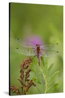 Dragonfly on Leaf, Early A.M., E. Haddam, Connecticut, USA-Lynn M^ Stone-Stretched Canvas