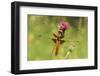 Dragonfly on Mauve Thistle-Harald Kroiss-Framed Photographic Print