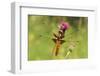 Dragonfly on Mauve Thistle-Harald Kroiss-Framed Photographic Print