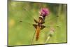 Dragonfly on Mauve Thistle-Harald Kroiss-Mounted Photographic Print