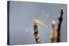 Dragonfly on Stump, Kumarakom, Kerala, India, Asia-Balan Madhavan-Stretched Canvas