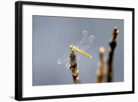 Dragonfly on Stump, Kumarakom, Kerala, India, Asia-Balan Madhavan-Framed Photographic Print