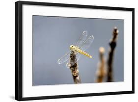 Dragonfly on Stump, Kumarakom, Kerala, India, Asia-Balan Madhavan-Framed Photographic Print