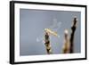 Dragonfly on Stump, Kumarakom, Kerala, India, Asia-Balan Madhavan-Framed Photographic Print