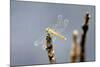 Dragonfly on Stump, Kumarakom, Kerala, India, Asia-Balan Madhavan-Mounted Photographic Print