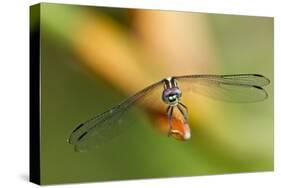 Dragonfly, Osa Peninsula, Costa Rica-null-Stretched Canvas