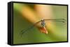 Dragonfly, Osa Peninsula, Costa Rica-null-Framed Stretched Canvas