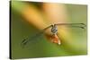 Dragonfly, Osa Peninsula, Costa Rica-null-Stretched Canvas