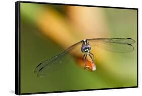 Dragonfly, Osa Peninsula, Costa Rica-null-Framed Stretched Canvas