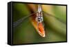 Dragonfly, Osa Peninsula, Costa Rica-null-Framed Stretched Canvas