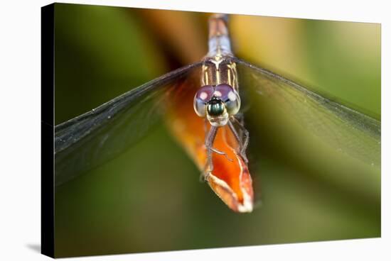 Dragonfly, Osa Peninsula, Costa Rica-null-Stretched Canvas