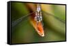 Dragonfly, Osa Peninsula, Costa Rica-null-Framed Stretched Canvas