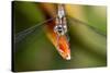 Dragonfly, Osa Peninsula, Costa Rica-null-Stretched Canvas