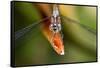 Dragonfly, Osa Peninsula, Costa Rica-null-Framed Stretched Canvas