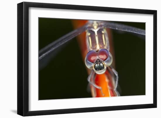 Dragonfly, Osa Peninsula, Costa Rica-null-Framed Photographic Print