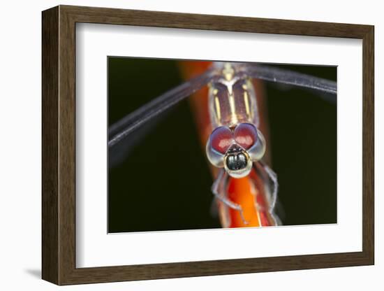 Dragonfly, Osa Peninsula, Costa Rica-null-Framed Photographic Print