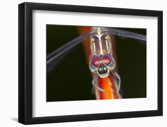 Dragonfly, Osa Peninsula, Costa Rica-null-Framed Photographic Print