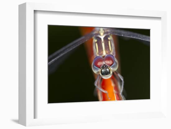 Dragonfly, Osa Peninsula, Costa Rica-null-Framed Photographic Print