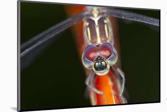 Dragonfly, Osa Peninsula, Costa Rica-null-Mounted Photographic Print