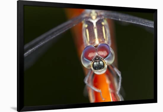 Dragonfly, Osa Peninsula, Costa Rica-null-Framed Photographic Print