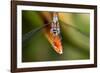 Dragonfly, Osa Peninsula, Costa Rica-null-Framed Photographic Print