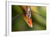 Dragonfly, Osa Peninsula, Costa Rica-null-Framed Photographic Print