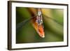 Dragonfly, Osa Peninsula, Costa Rica-null-Framed Photographic Print