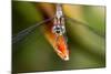 Dragonfly, Osa Peninsula, Costa Rica-null-Mounted Photographic Print