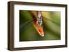 Dragonfly, Osa Peninsula, Costa Rica-null-Framed Photographic Print